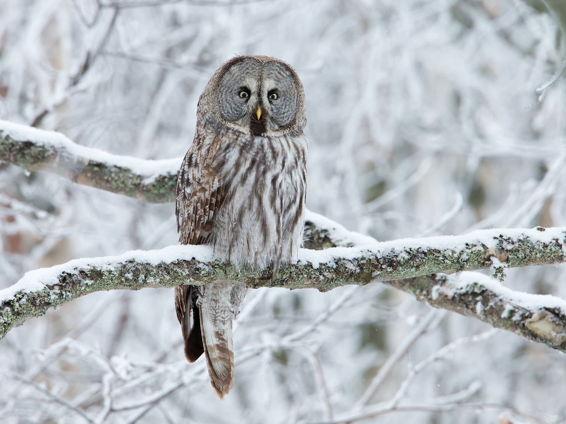Great grey owl