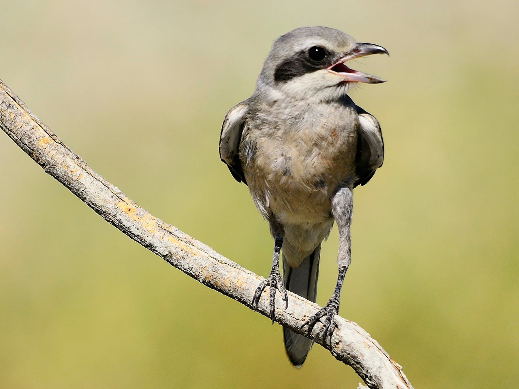 Great Grey Shrike whistling