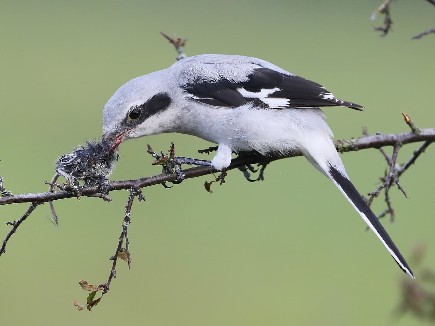 Great Grey Shrike feeding on a rodent