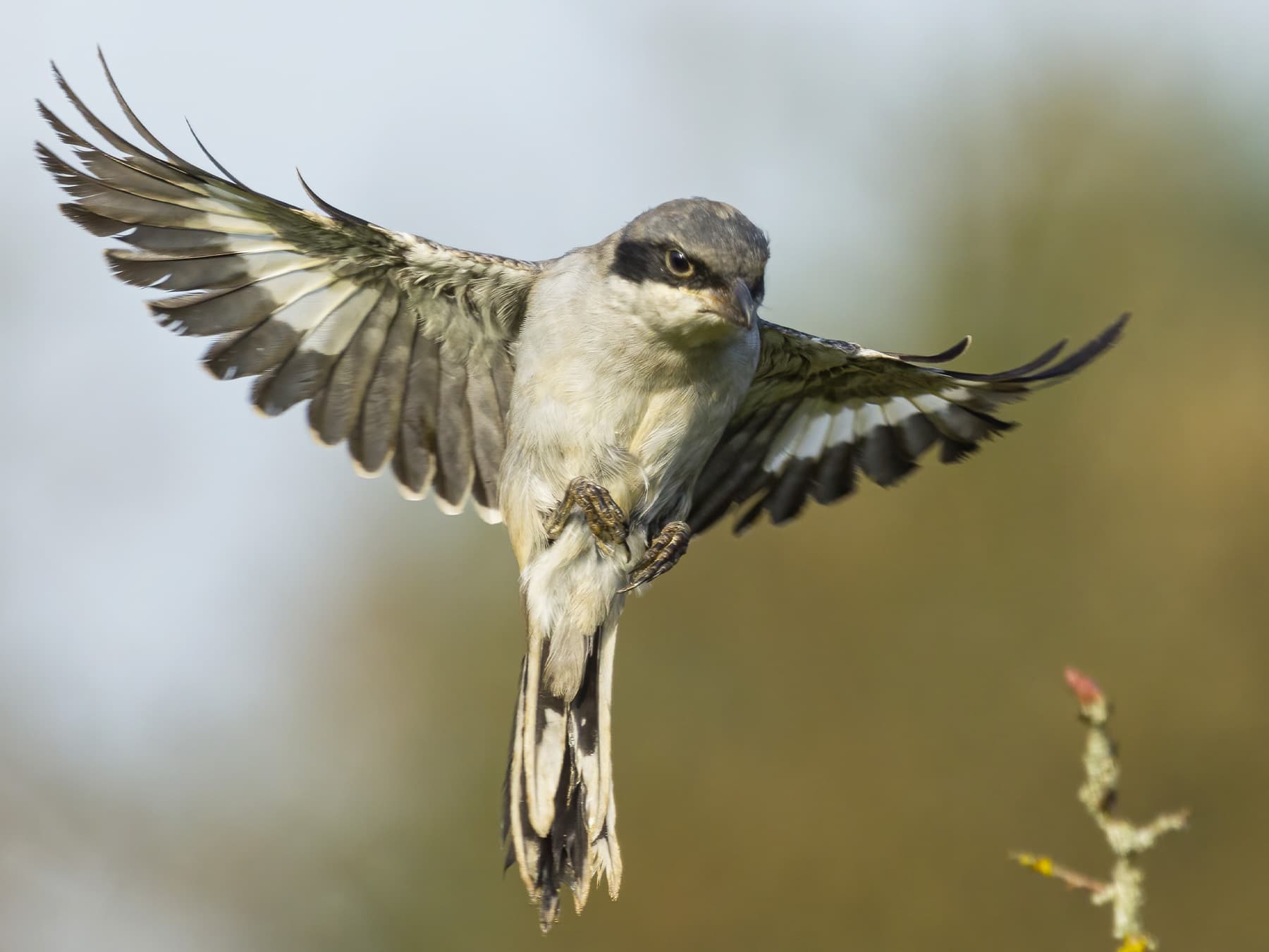 Great Grey Shrike coming into land