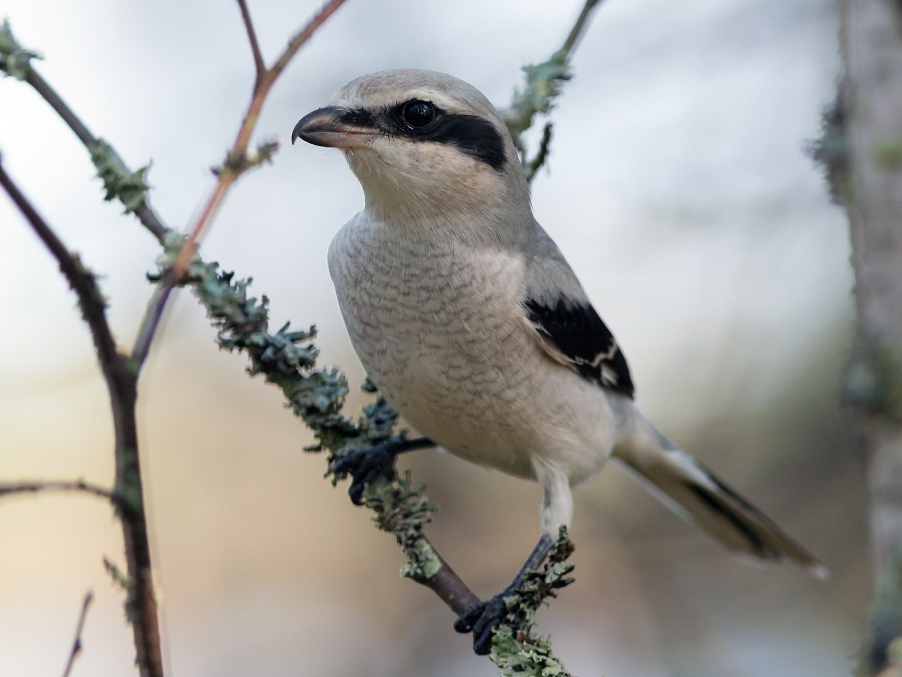 Great Grey Shrike perching in natural habitat