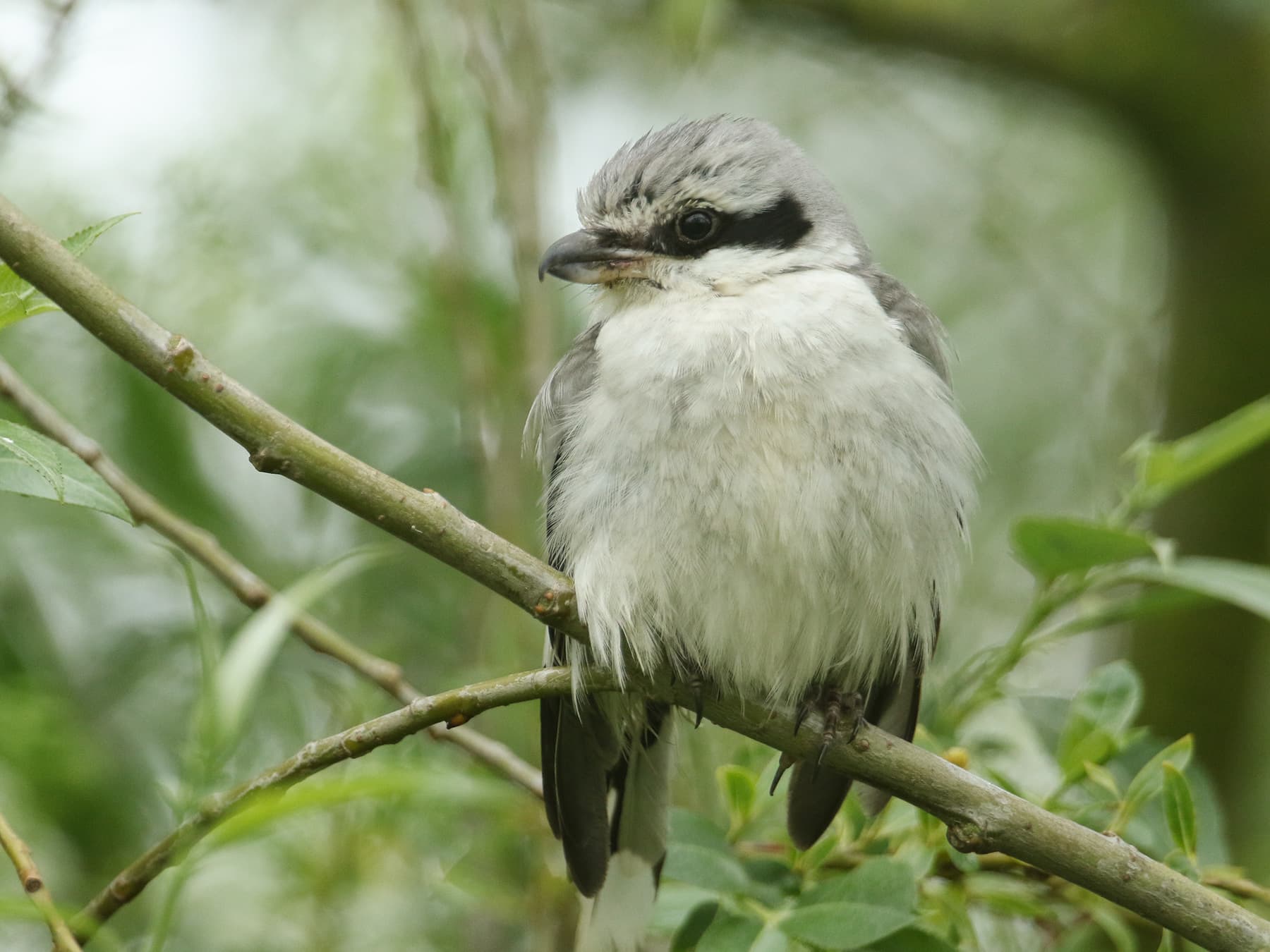 Great Grey Shrike perching on a branch
