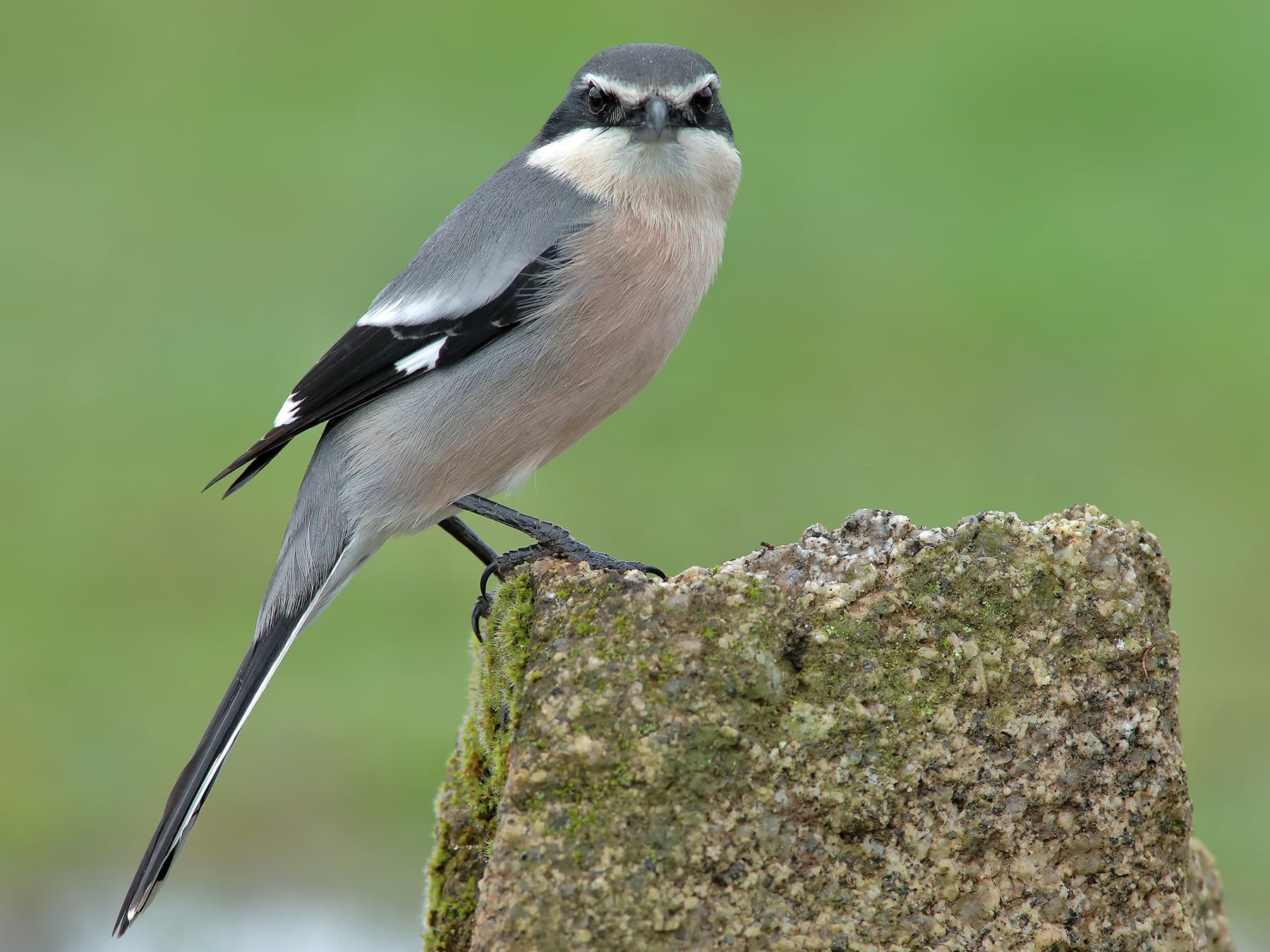 Great Grey Shrike perching on top of a stone