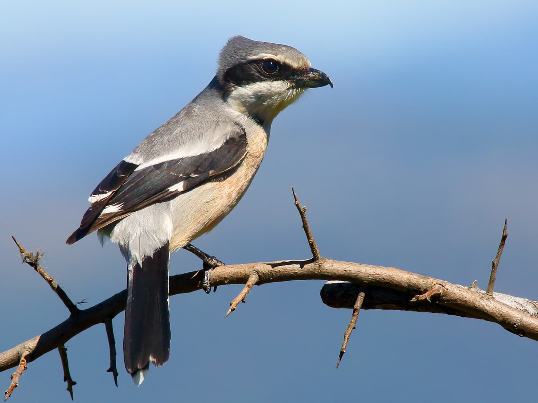 Great Grey Shrike perching on a thorny branch