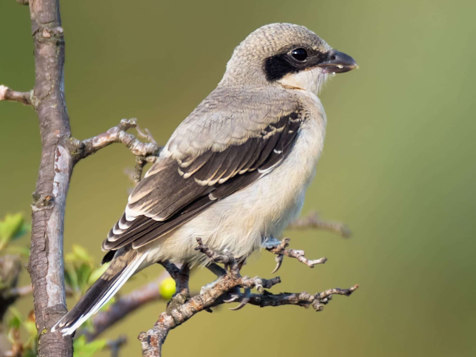 Great Grey Shrike sitting on top of thorny bush