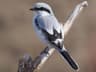 Great Grey Shrike