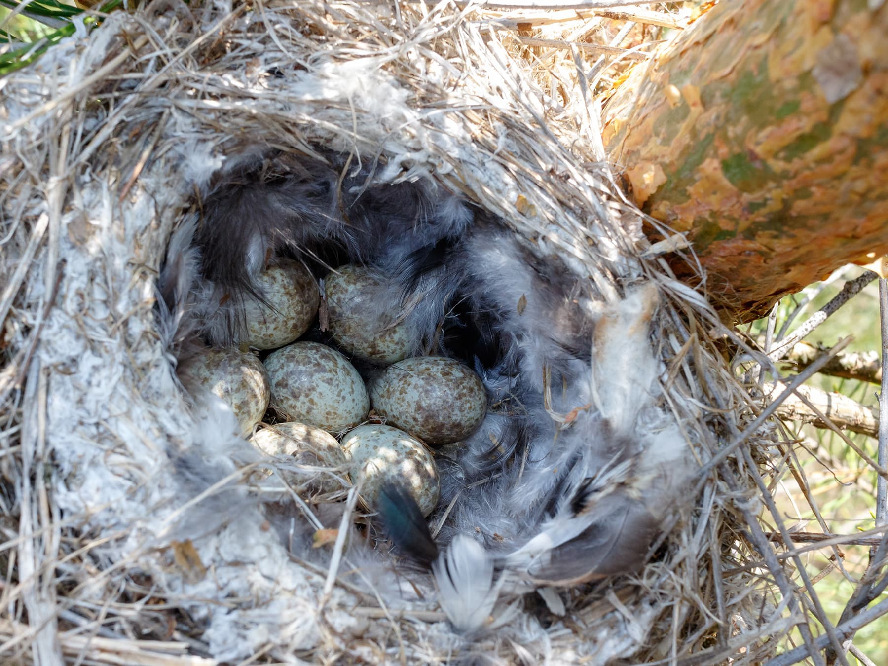 Nest of a Great Grey Shrike with seven eggs