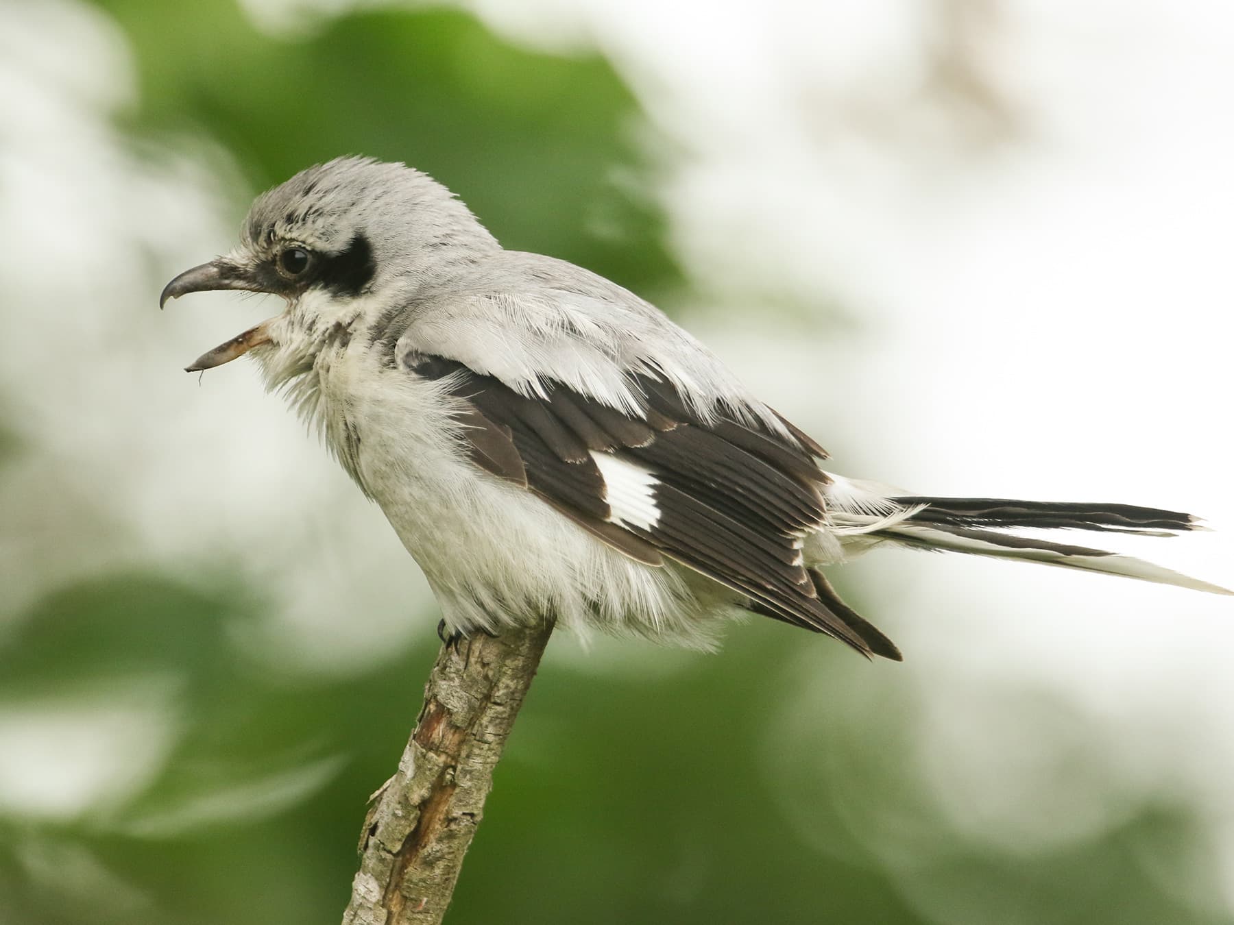 Great Grey Shrike calling out