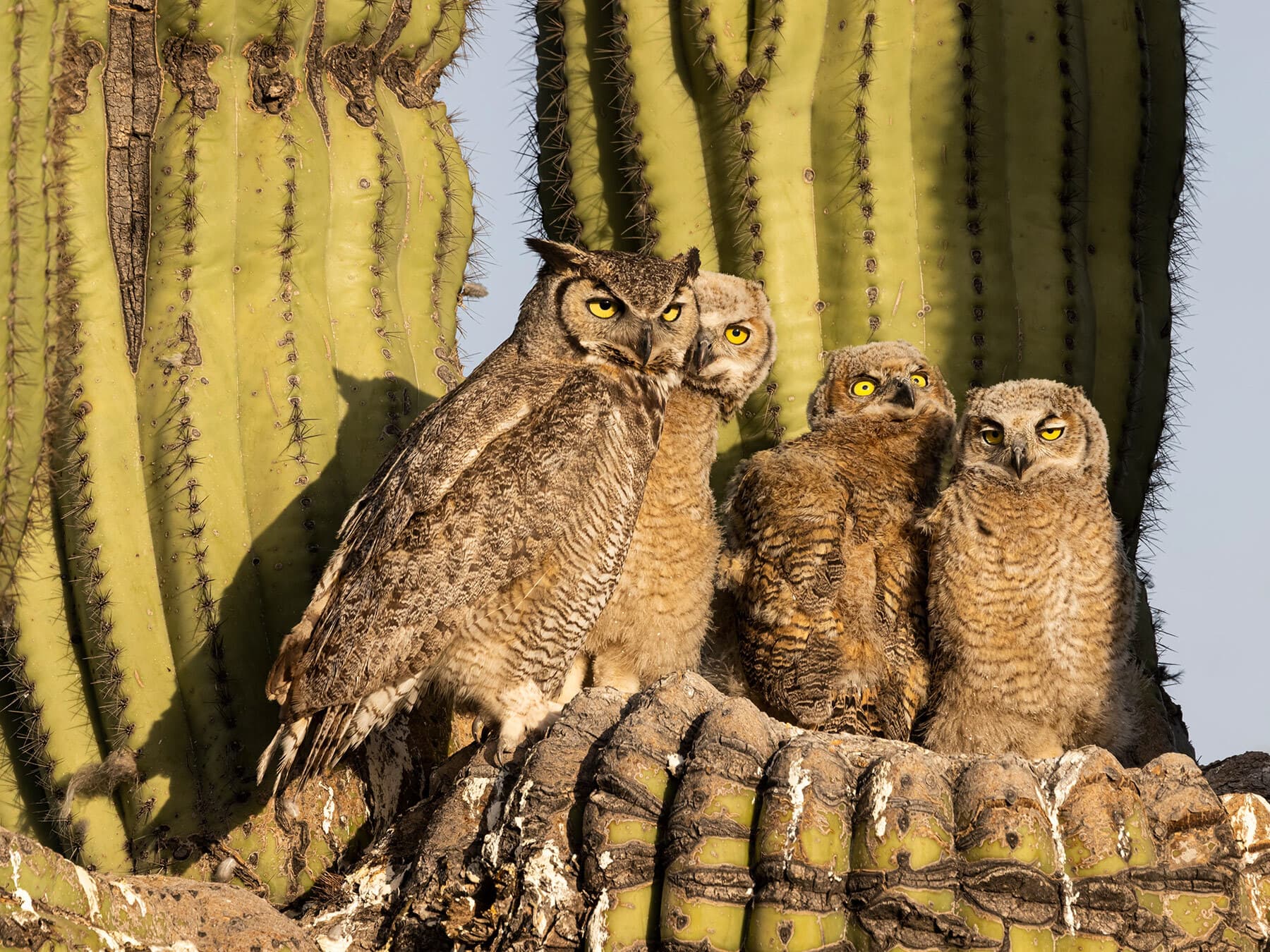 Great horned owl chicks with parent
