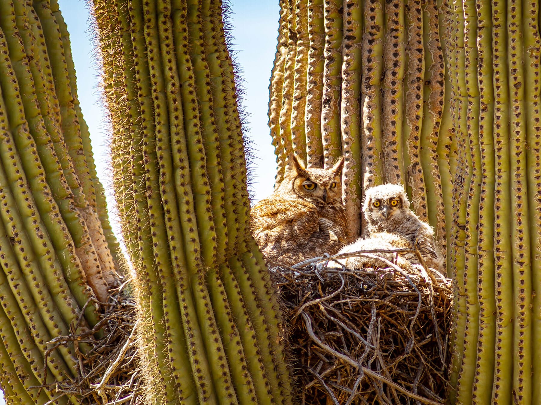 Great horned owl desert nest