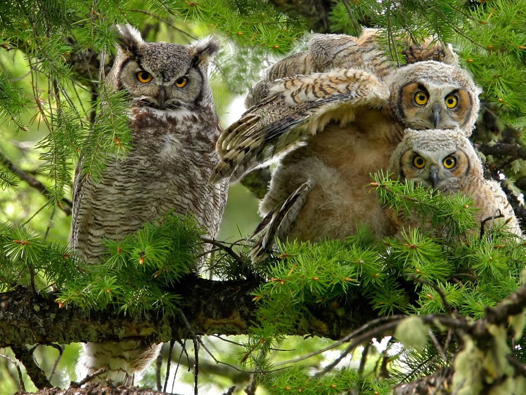 Great horned owl family