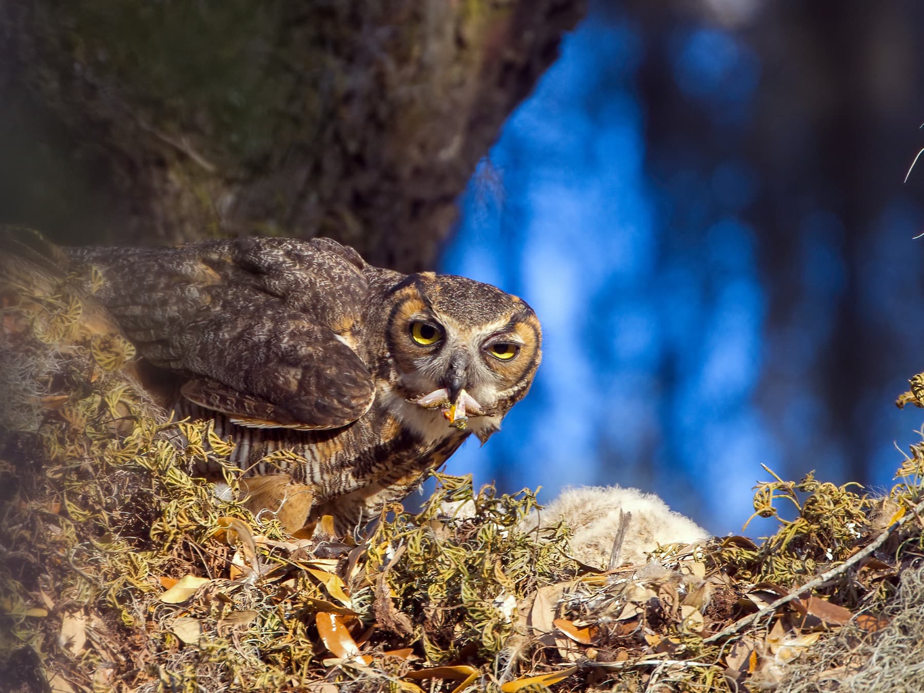 Great Horned Owl feeding at the nest