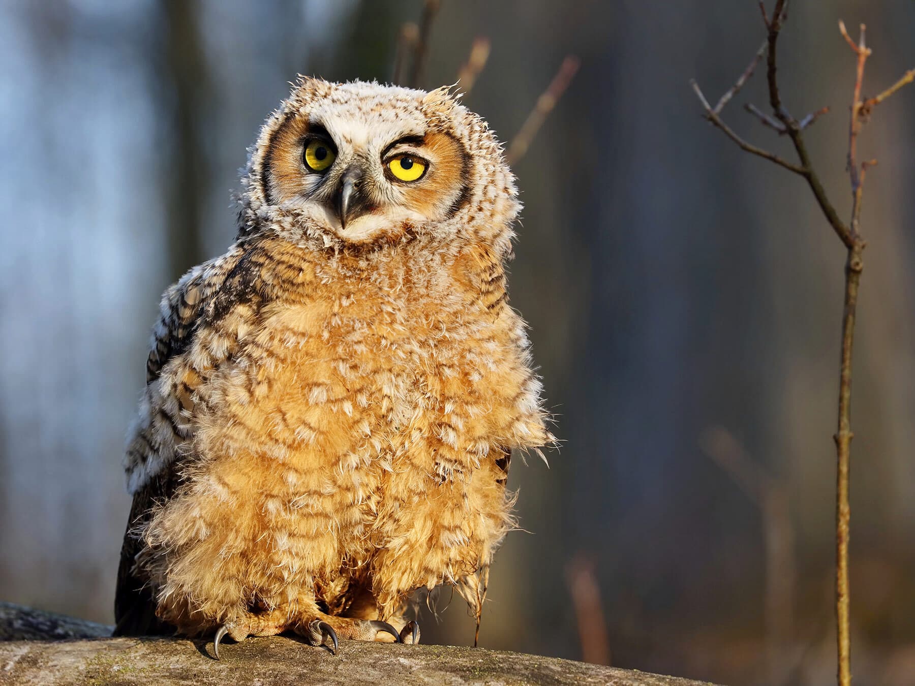 Great horned owl fledgling