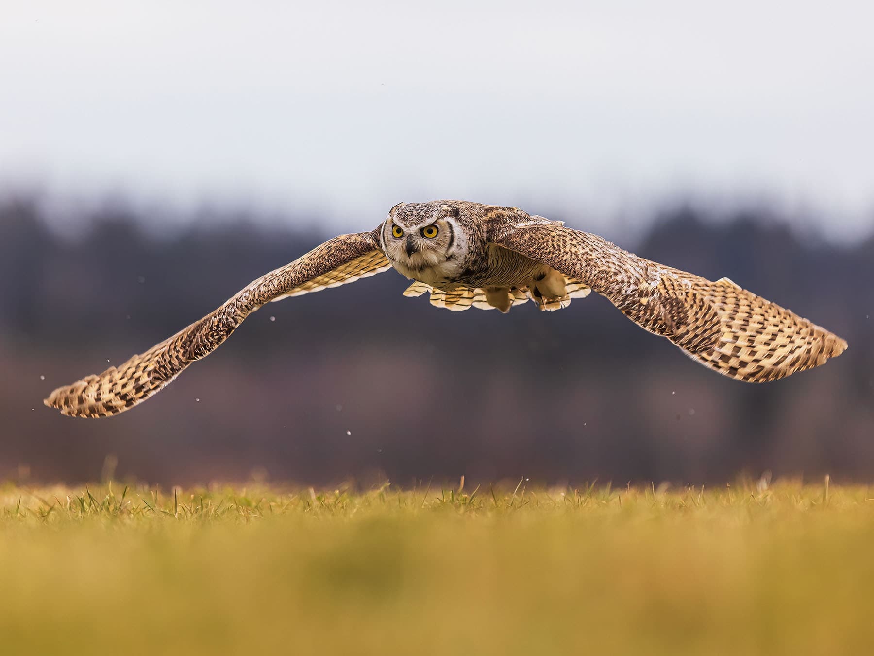 Great horned owl flying low