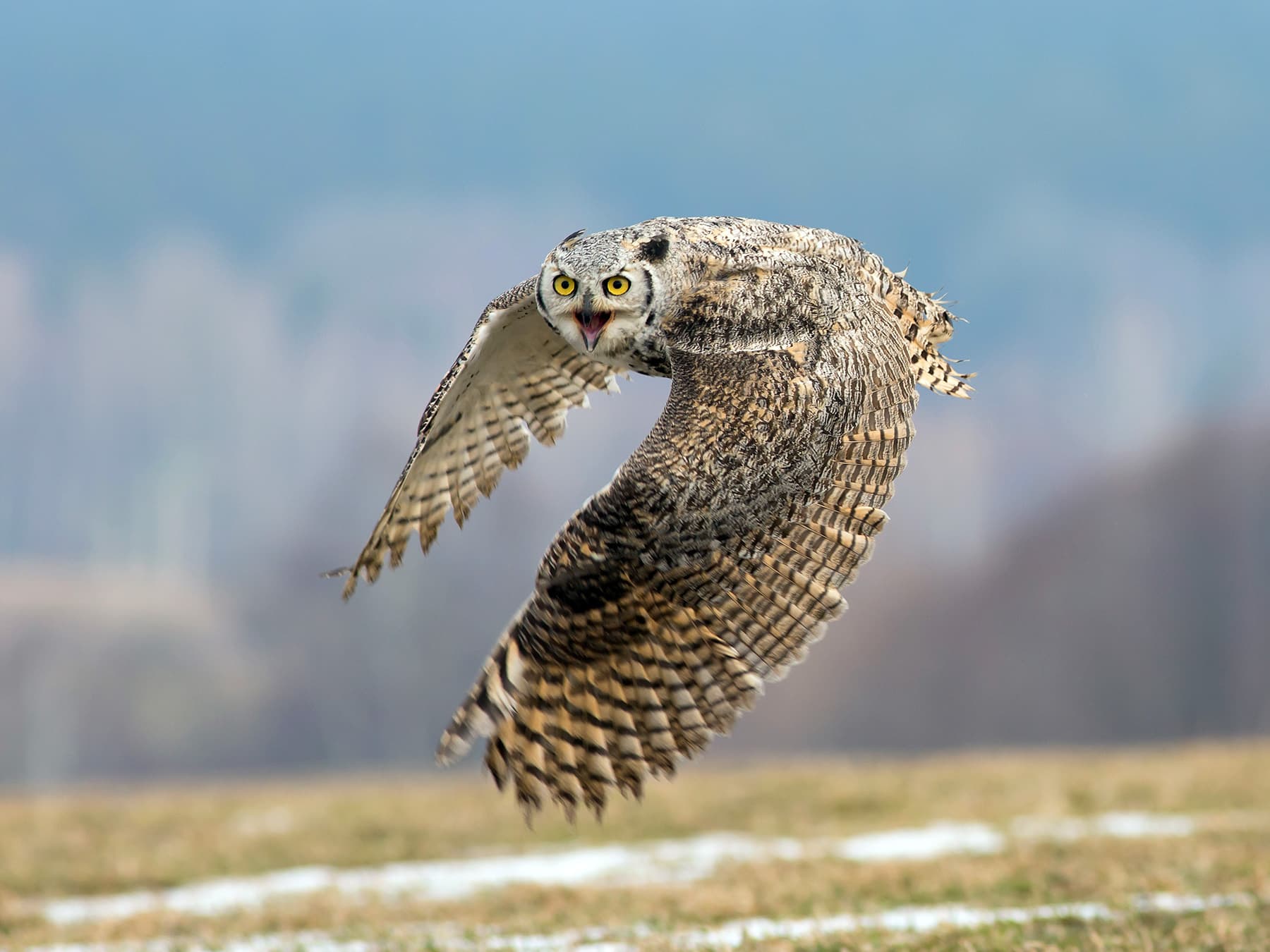 Great Horned Owl in-flight