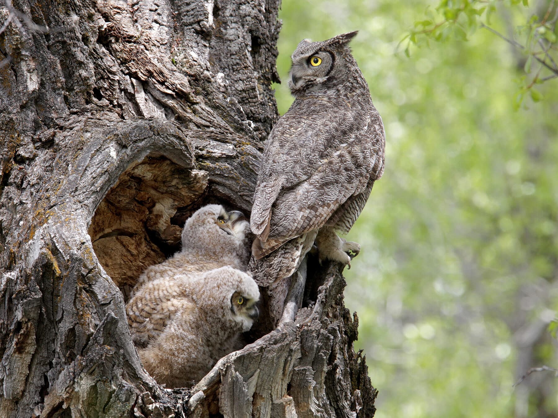 Great horned owl in nest