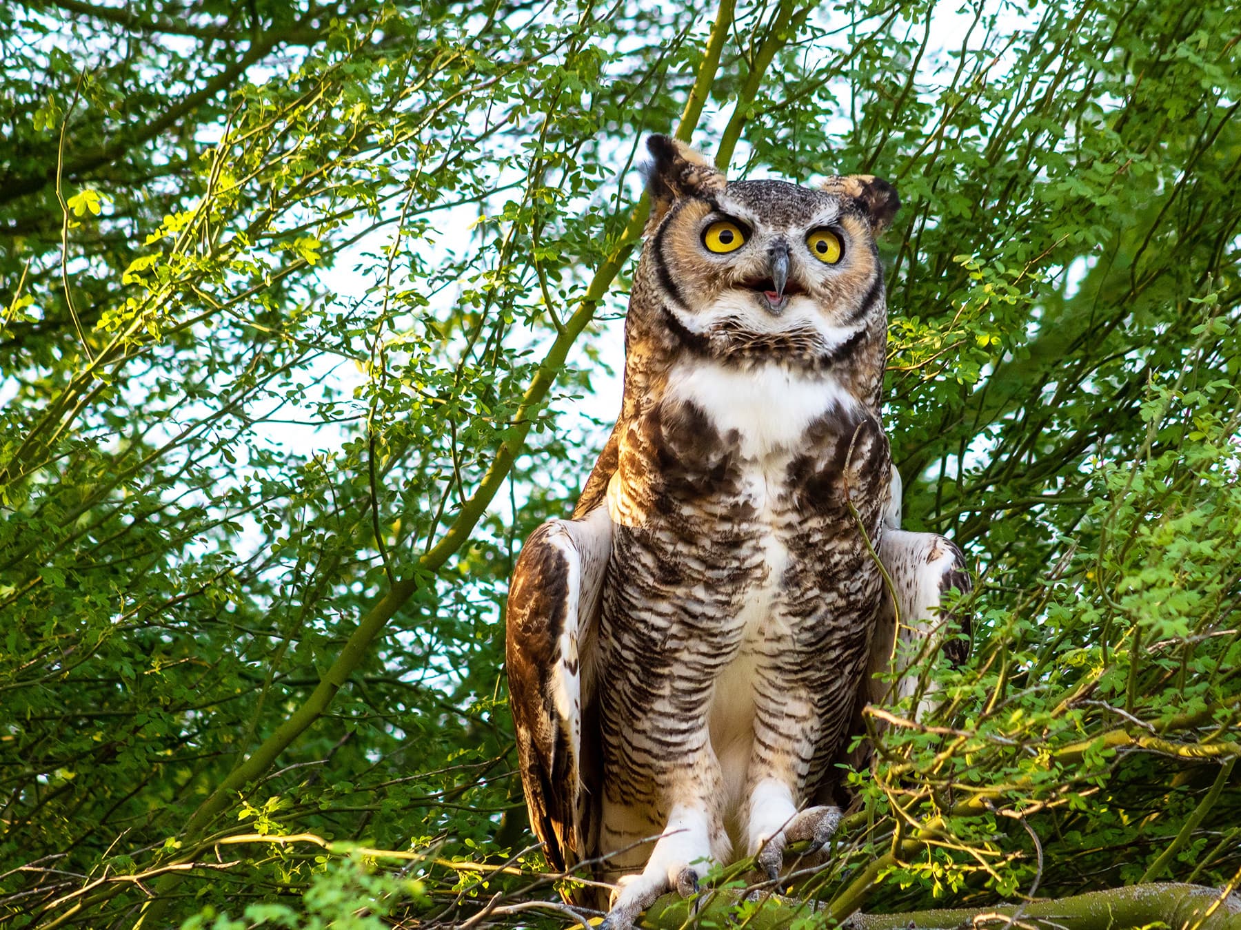 Great Horned Owl calling from the trees