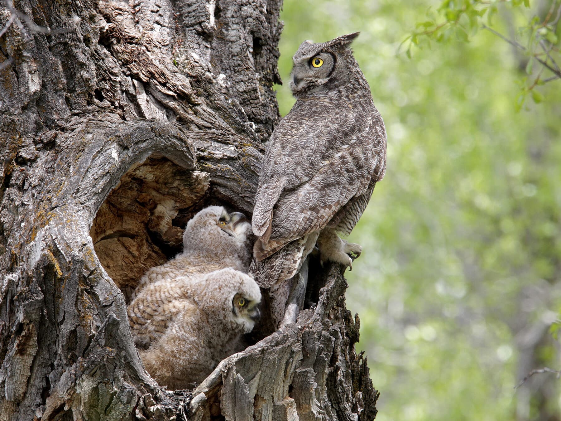 Great horned owl nesting in an abandoned stick nest