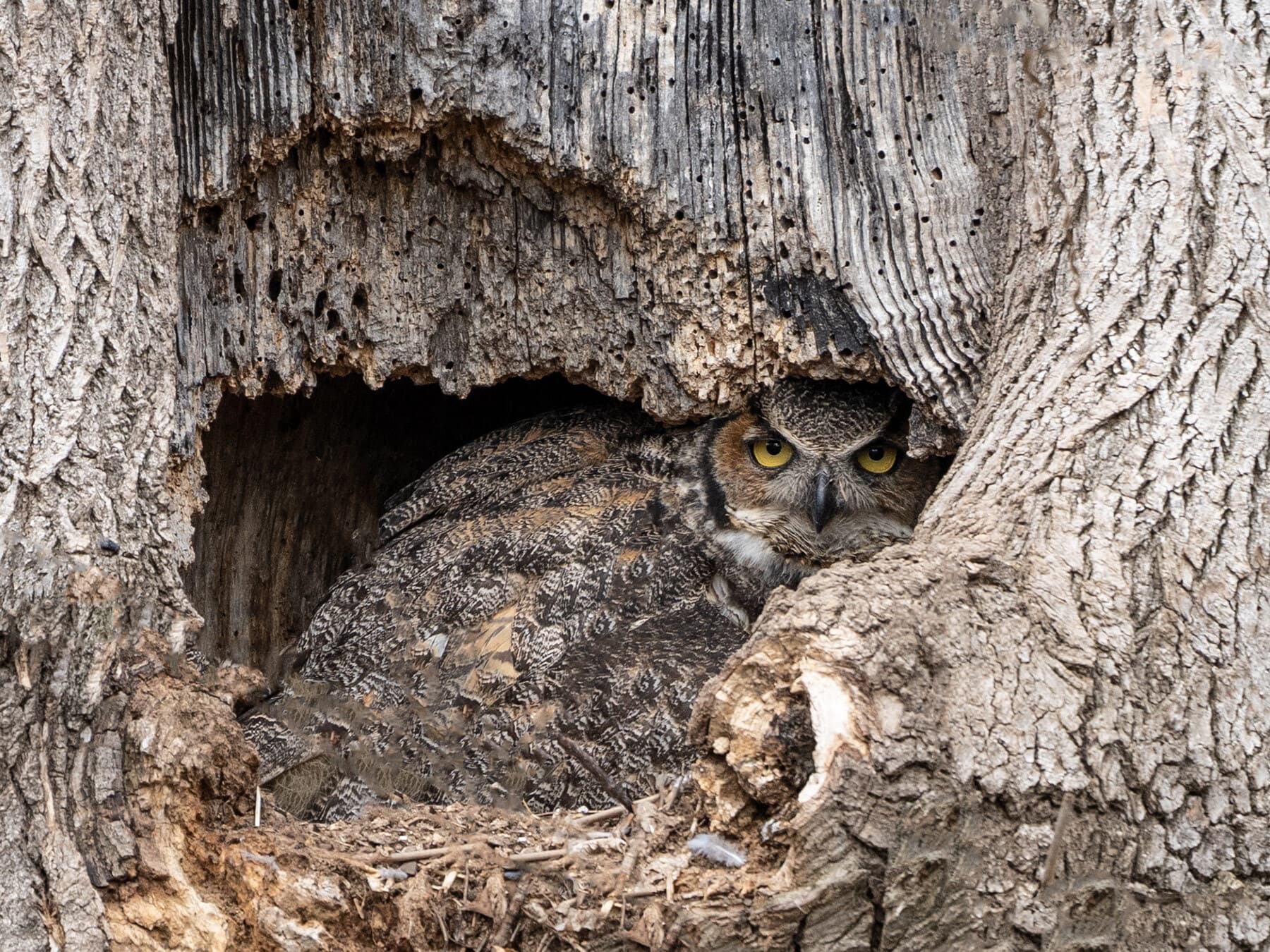 Great horned owl nest