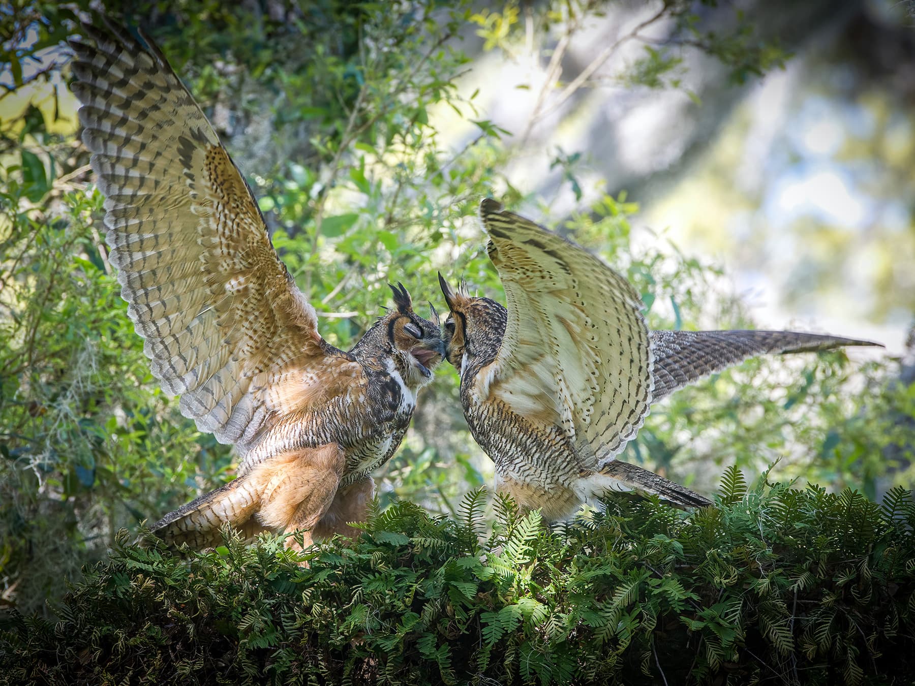 Pair of Great Horned Owls in an oak tree flapping their wings