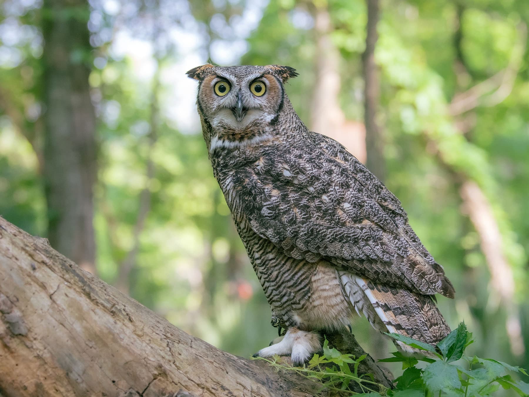 Great horned owl perching in forest
