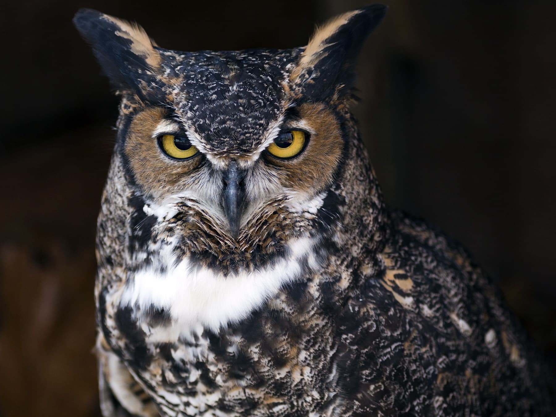 Portrait of a Great Horned Owl