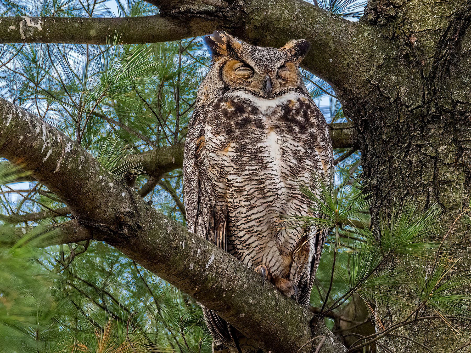 Great horned owl roosting in tree
