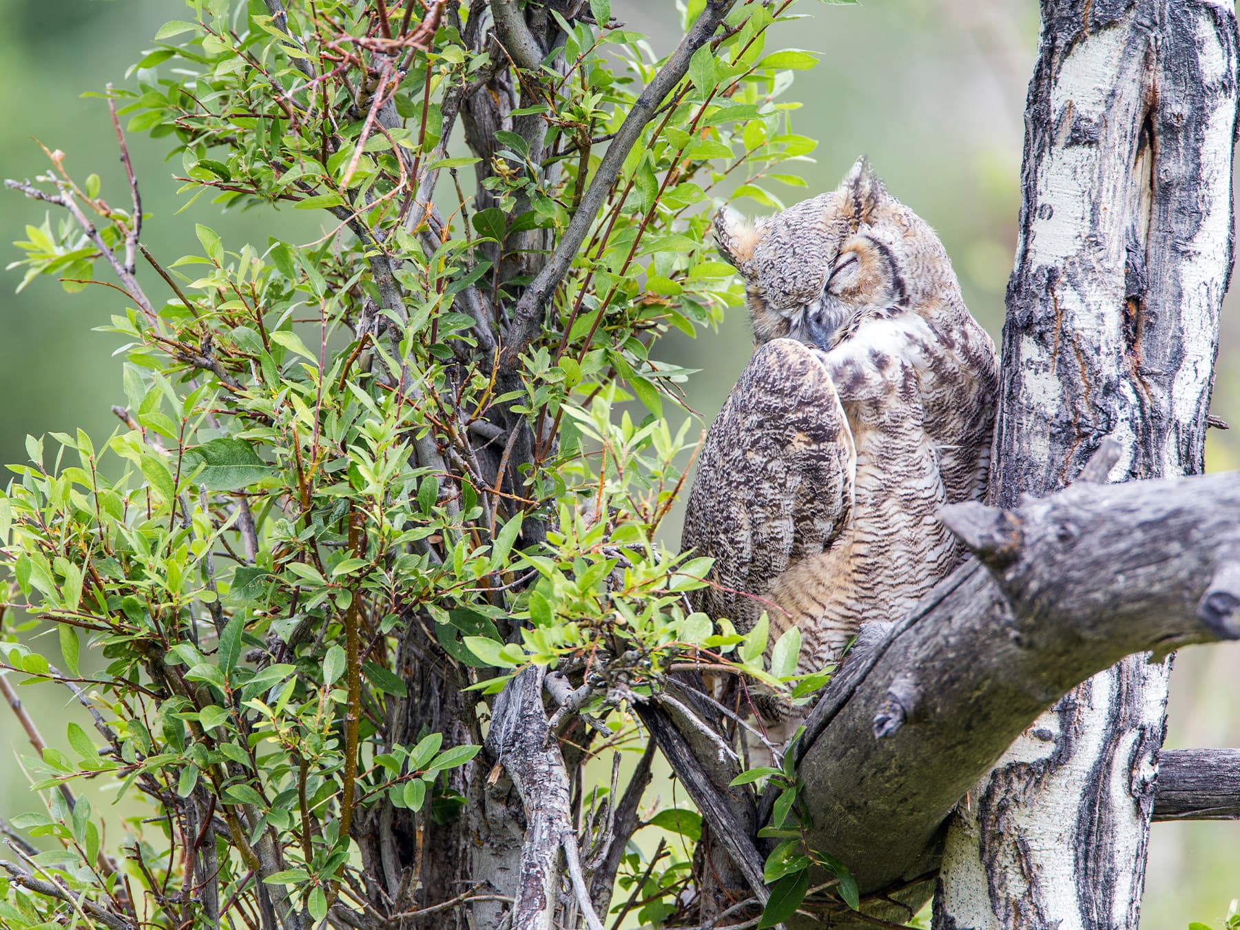 Great Horned Owl roosting next to a tree trunk