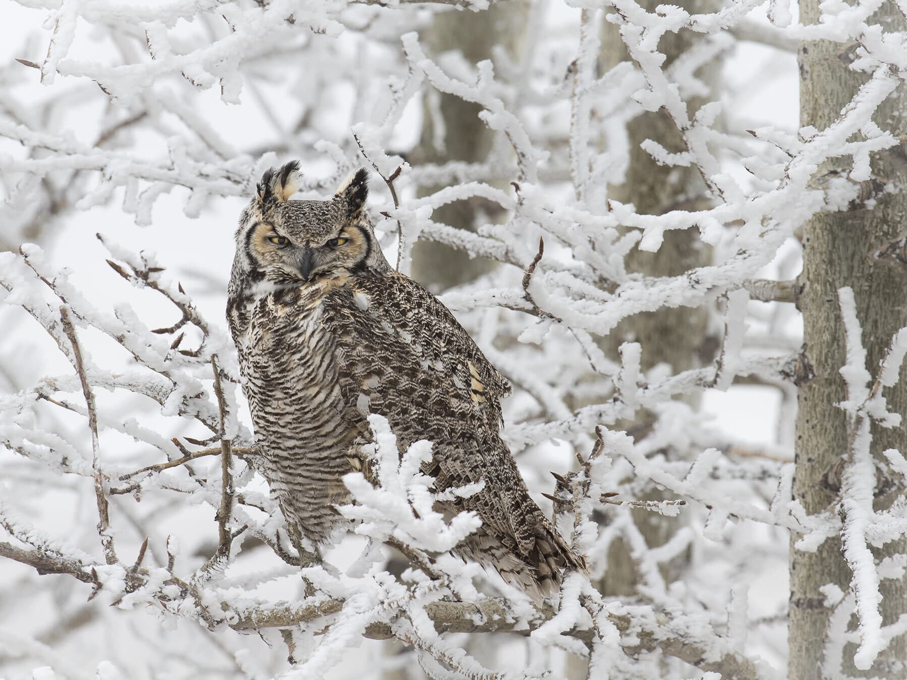 Great horned owl winter
