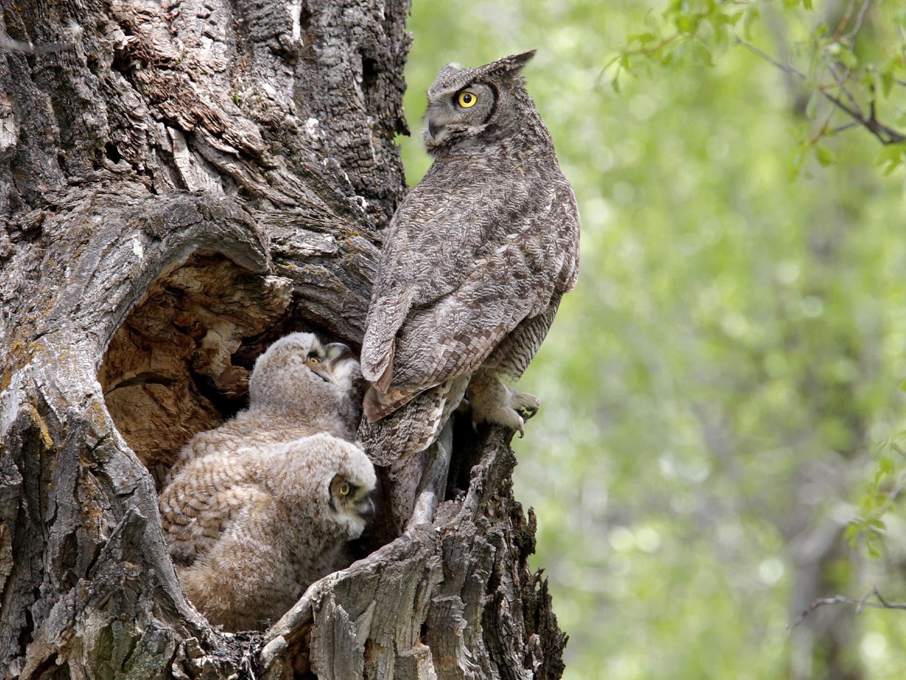 Great horned owl with owlets