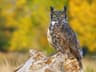 Great Horned Owl