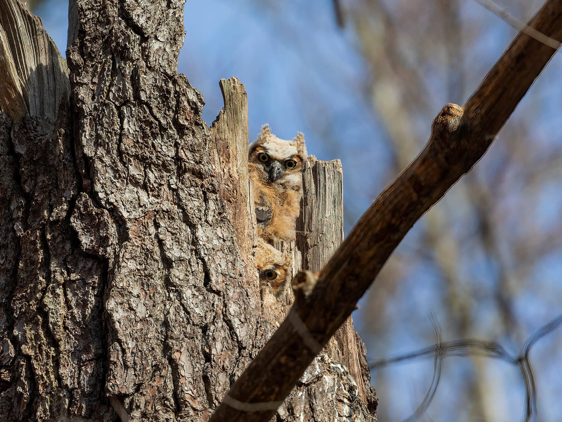 Great horned owlets in nest