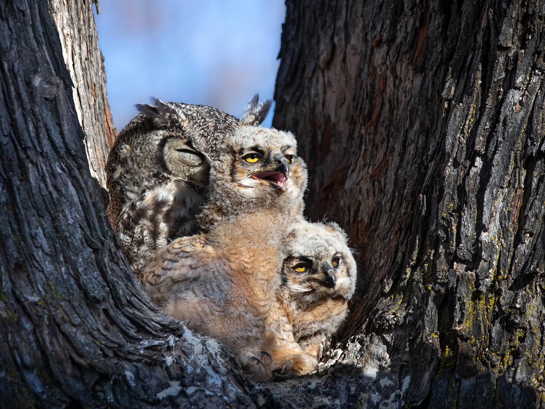 Great hroned owls nesting