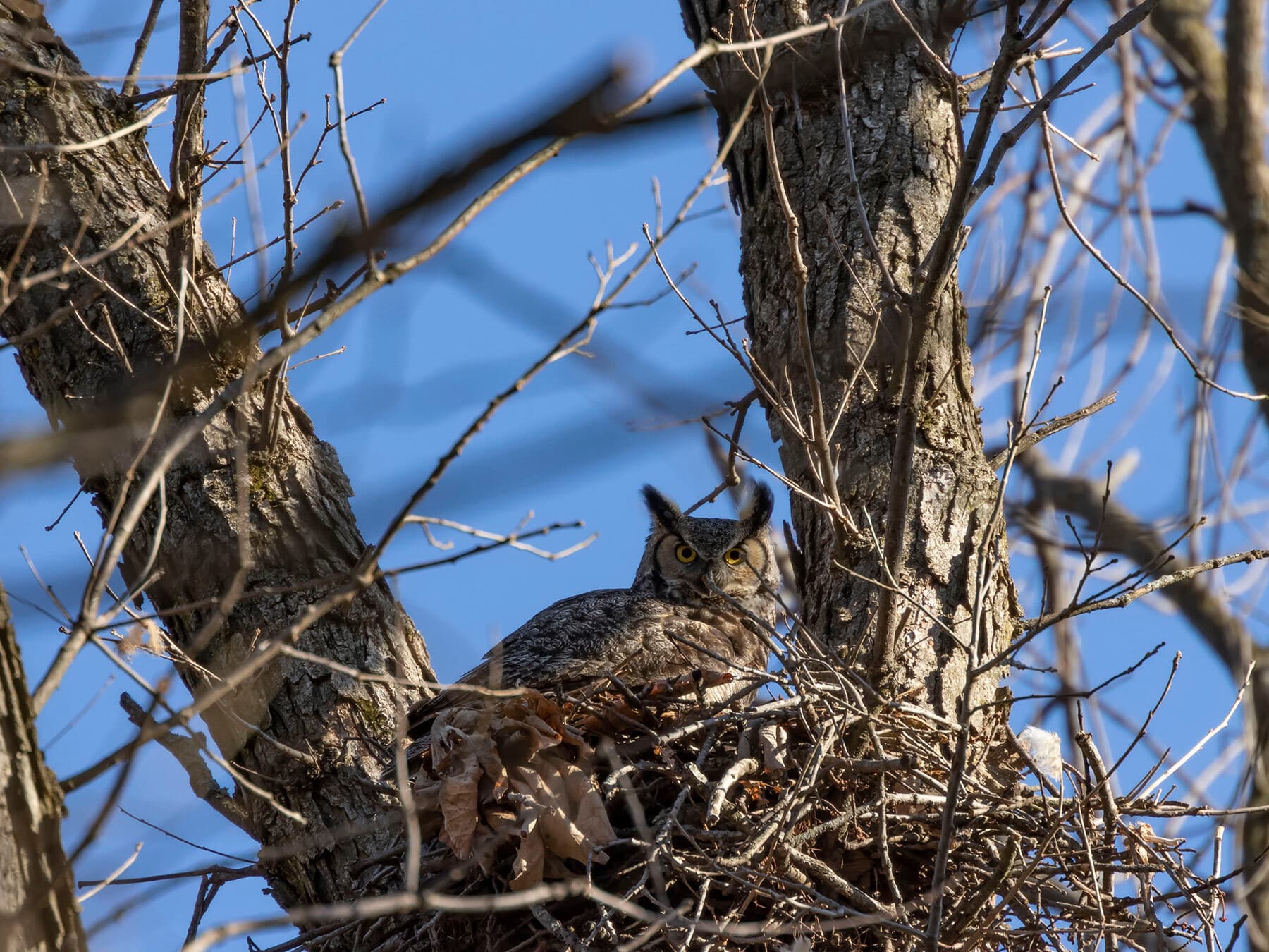 Great owl nesting 1
