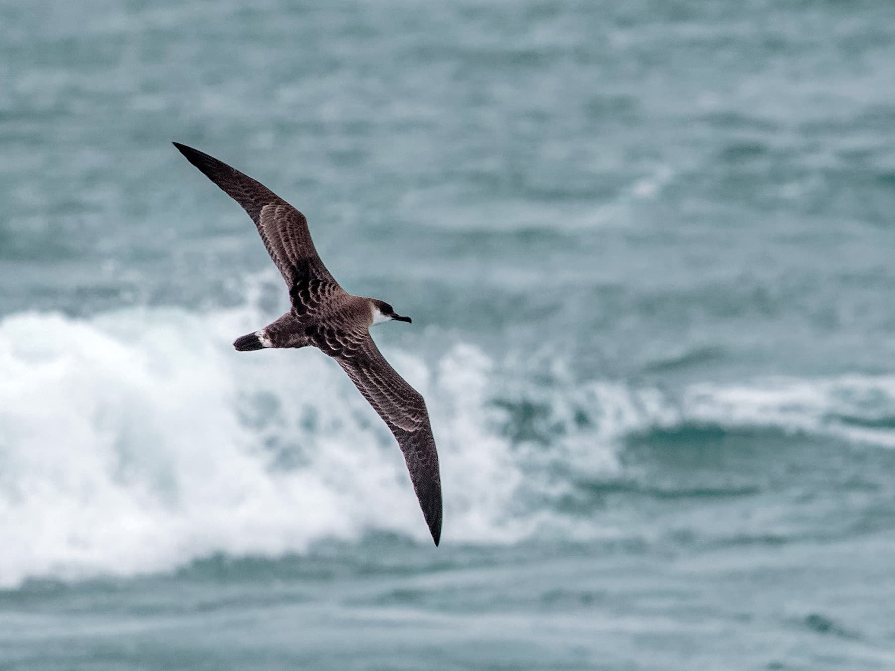 Great Shearwater in-flight over the ocean