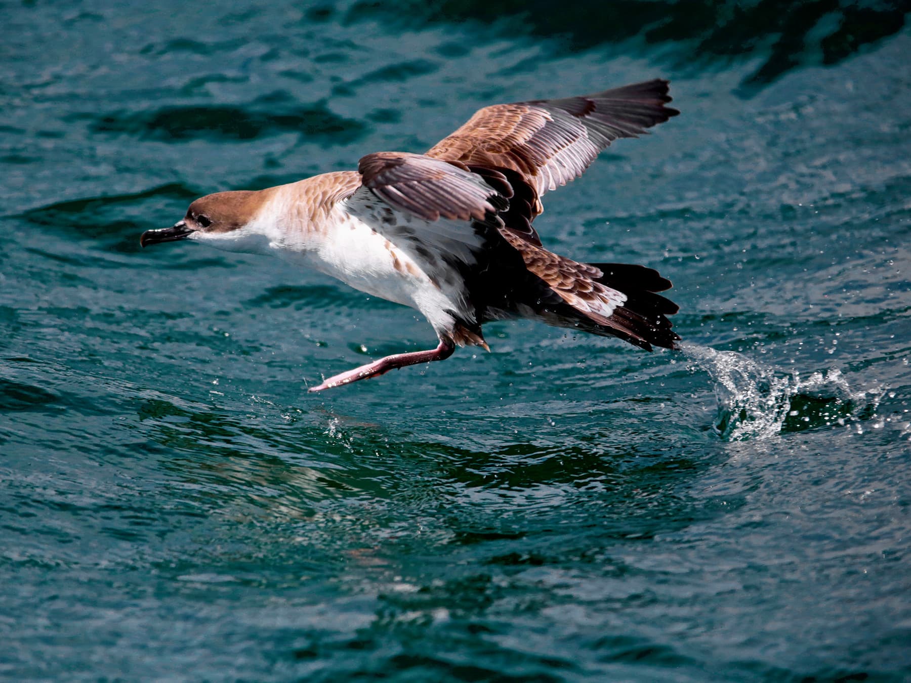 Great Shearwater taking-off from the water