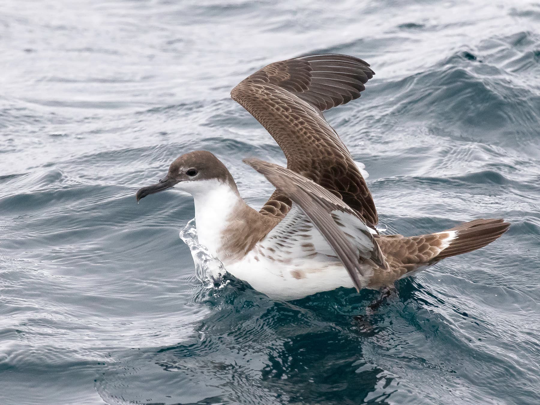 Great Shearwater resting out at sea