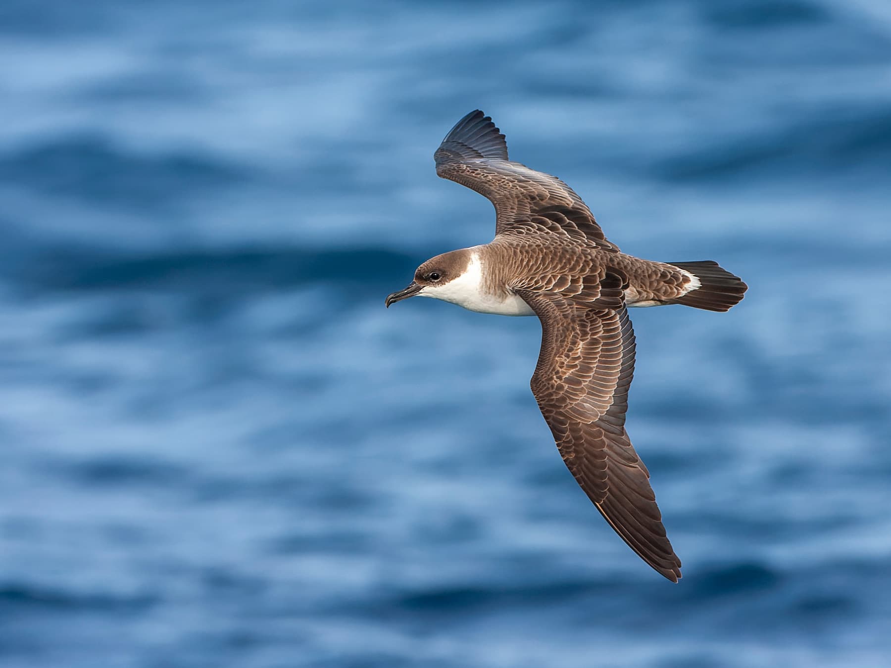 Great Shearwater