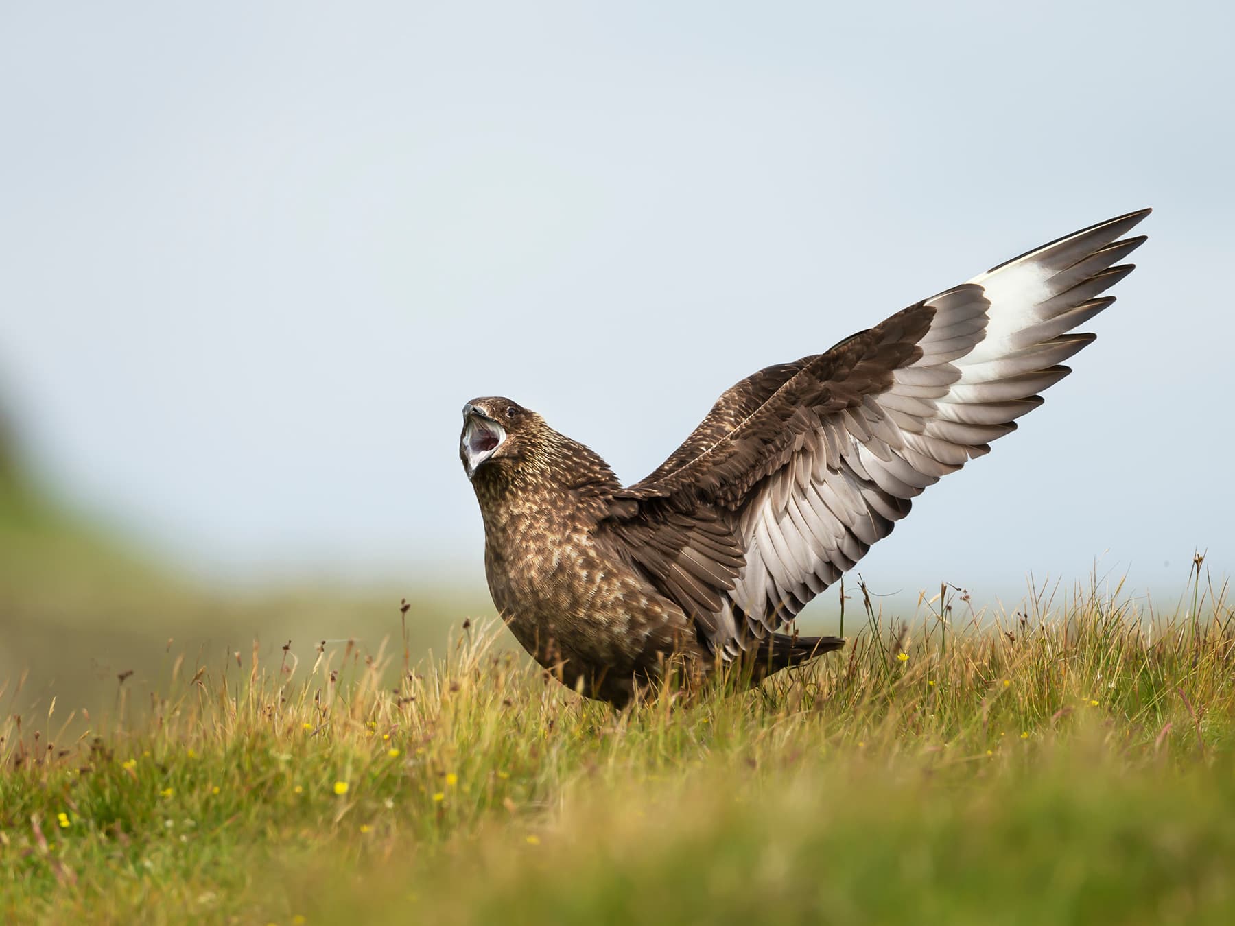 Great Skua calling to warn off an intruder