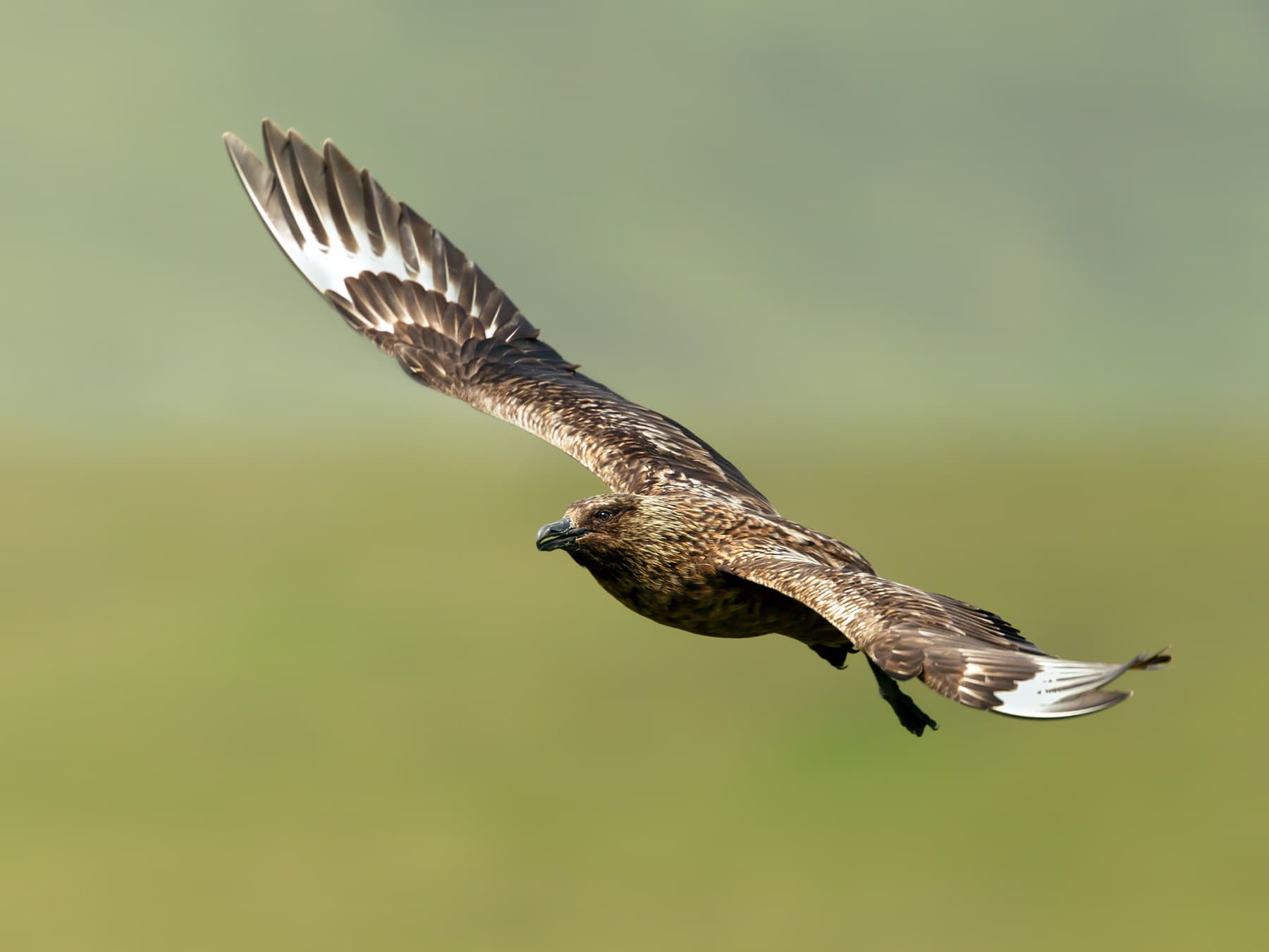Great Skua in-flight