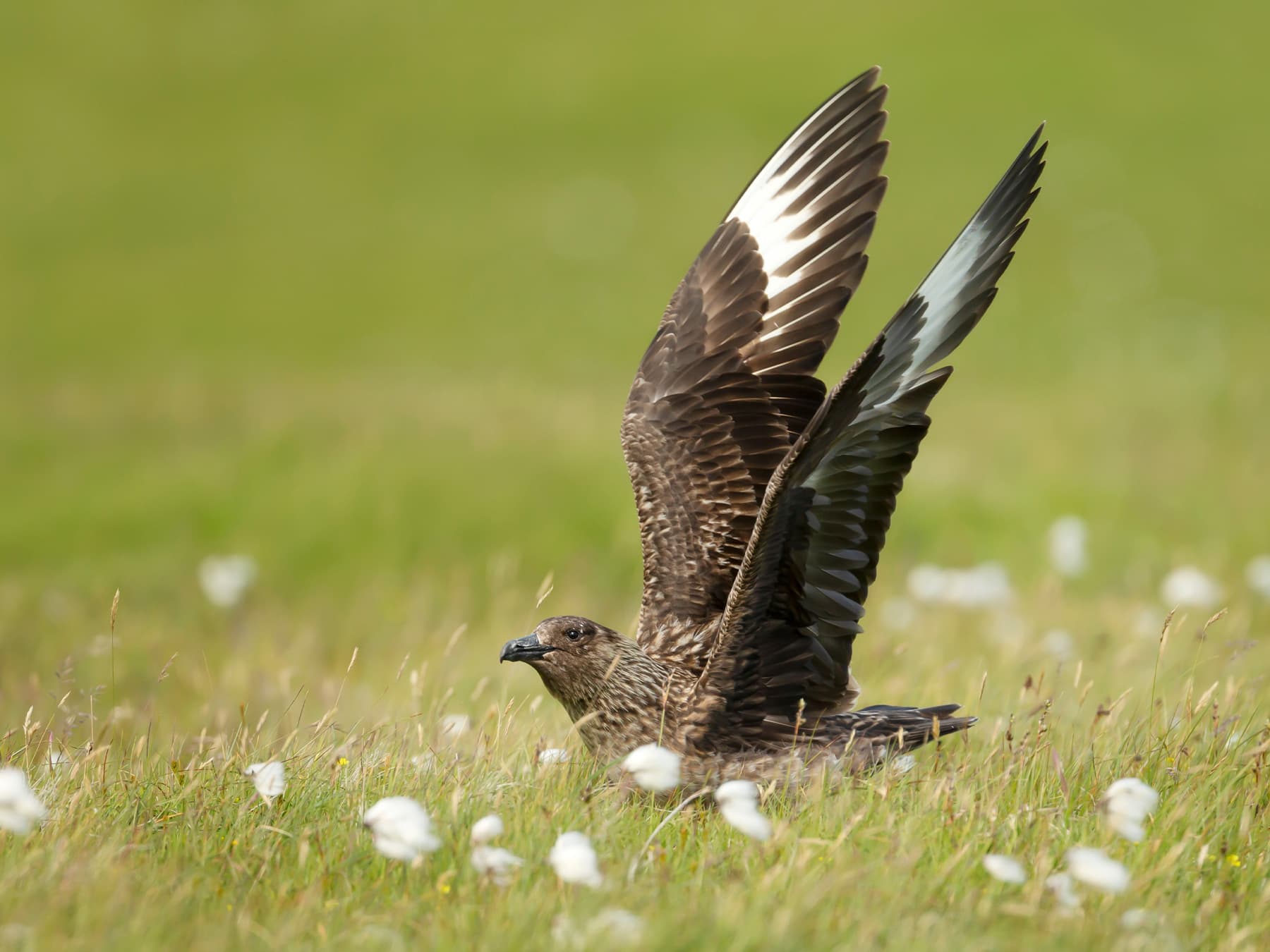 Great Skua standing in a meadow getting ready to take-off