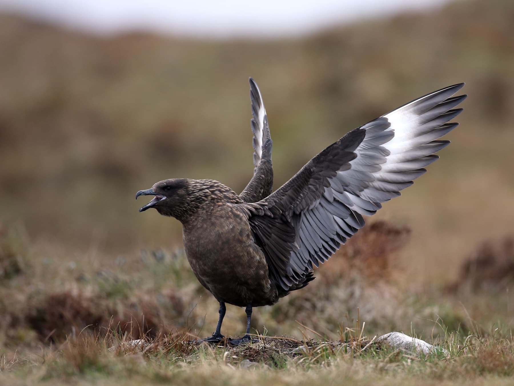 Great Skua acting aggressively