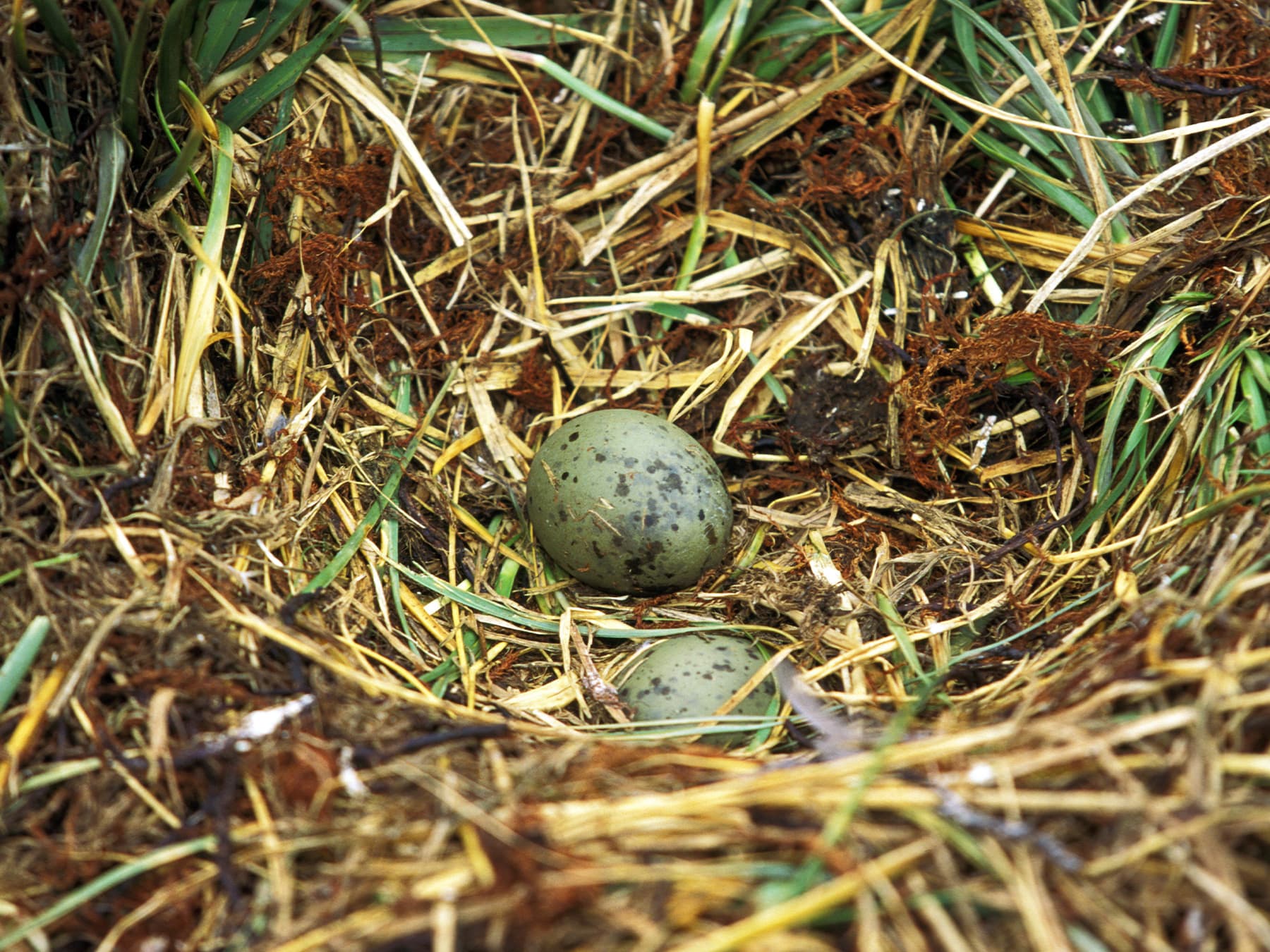 Nest of a Great Skua with two eggs