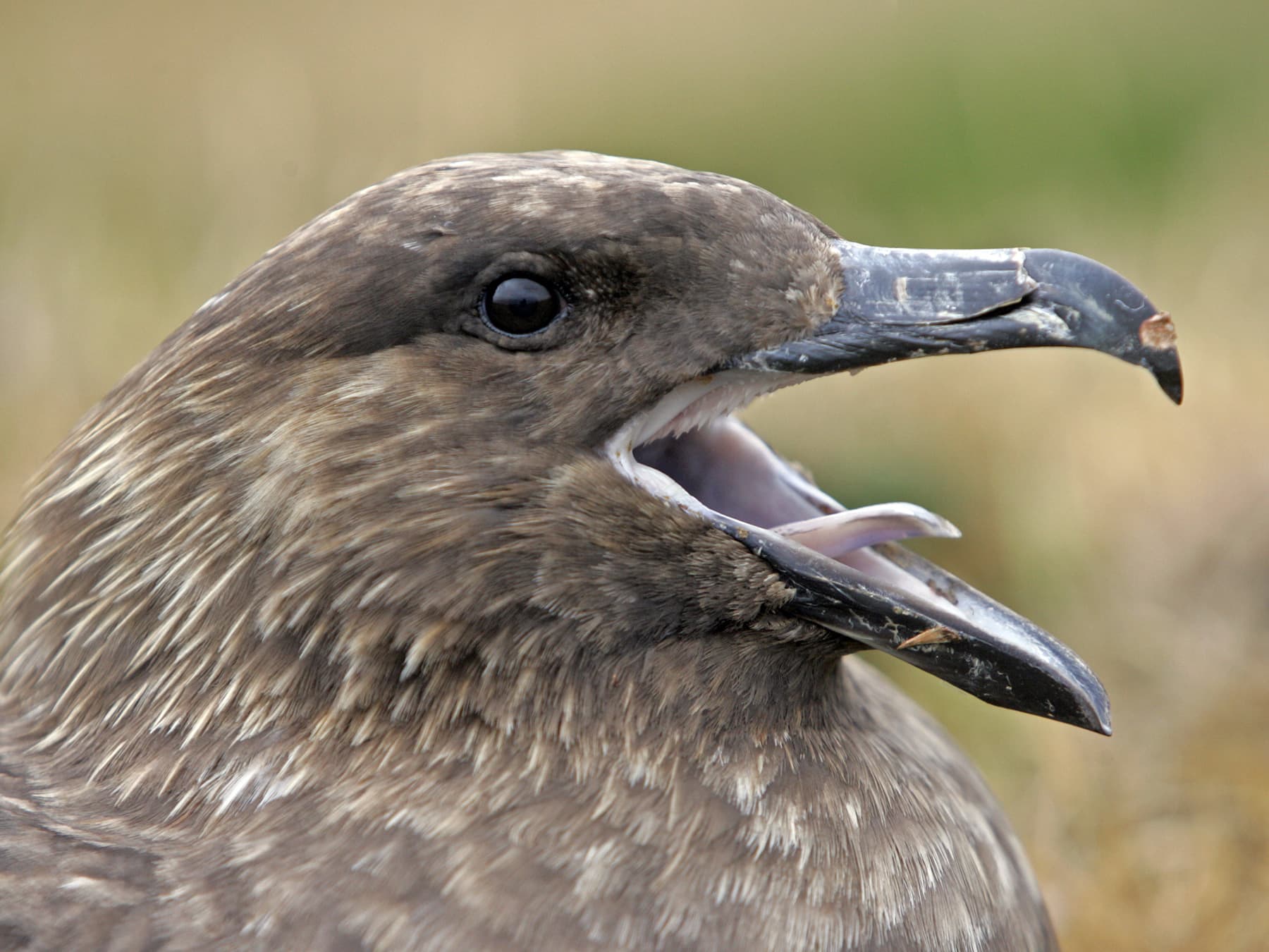 Great Skua portrait