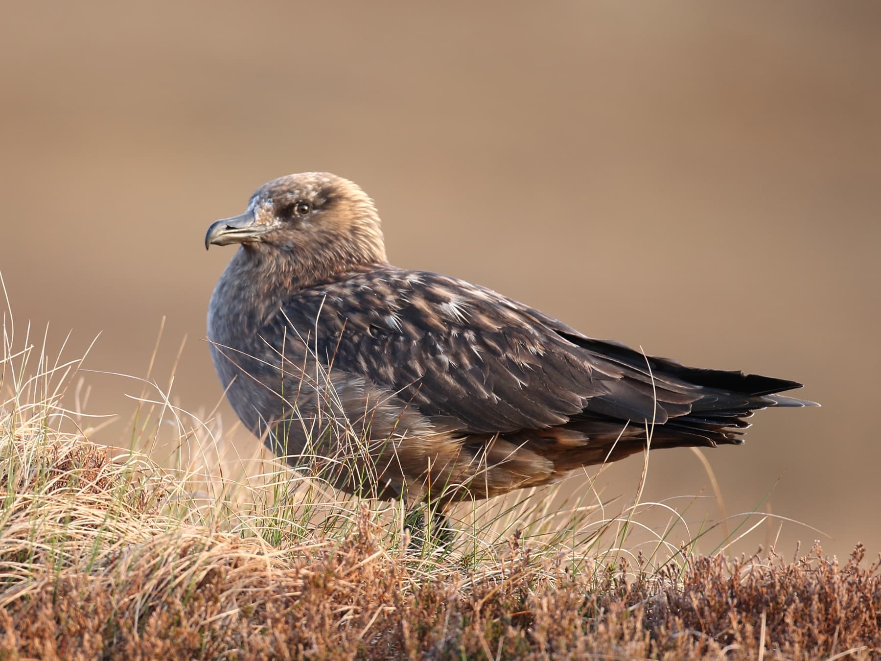 Great Skua standing in its natural habitat