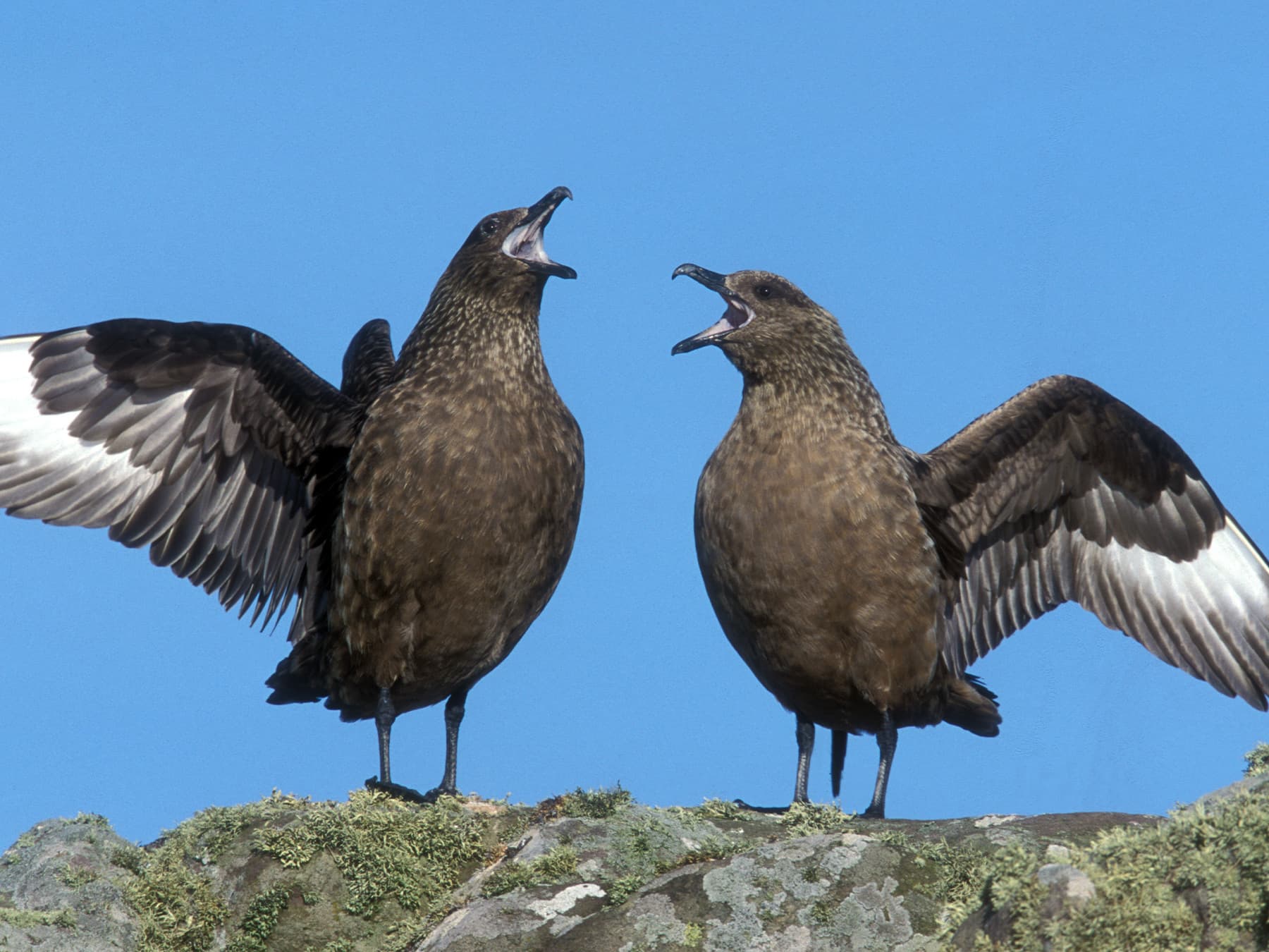 Pair of Great Skuas displaying