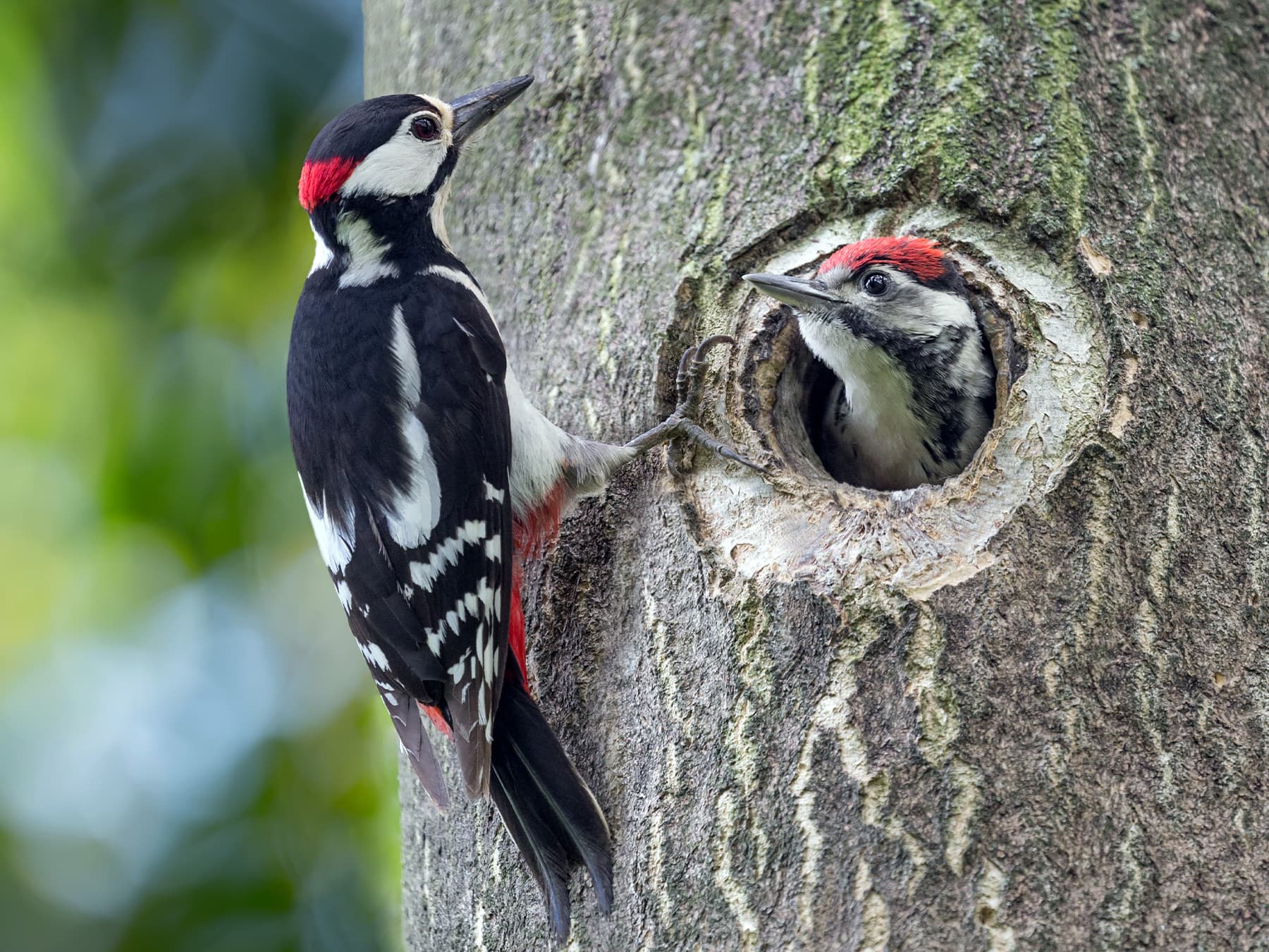 Great Spotted Woodpecker male at the nest with its young