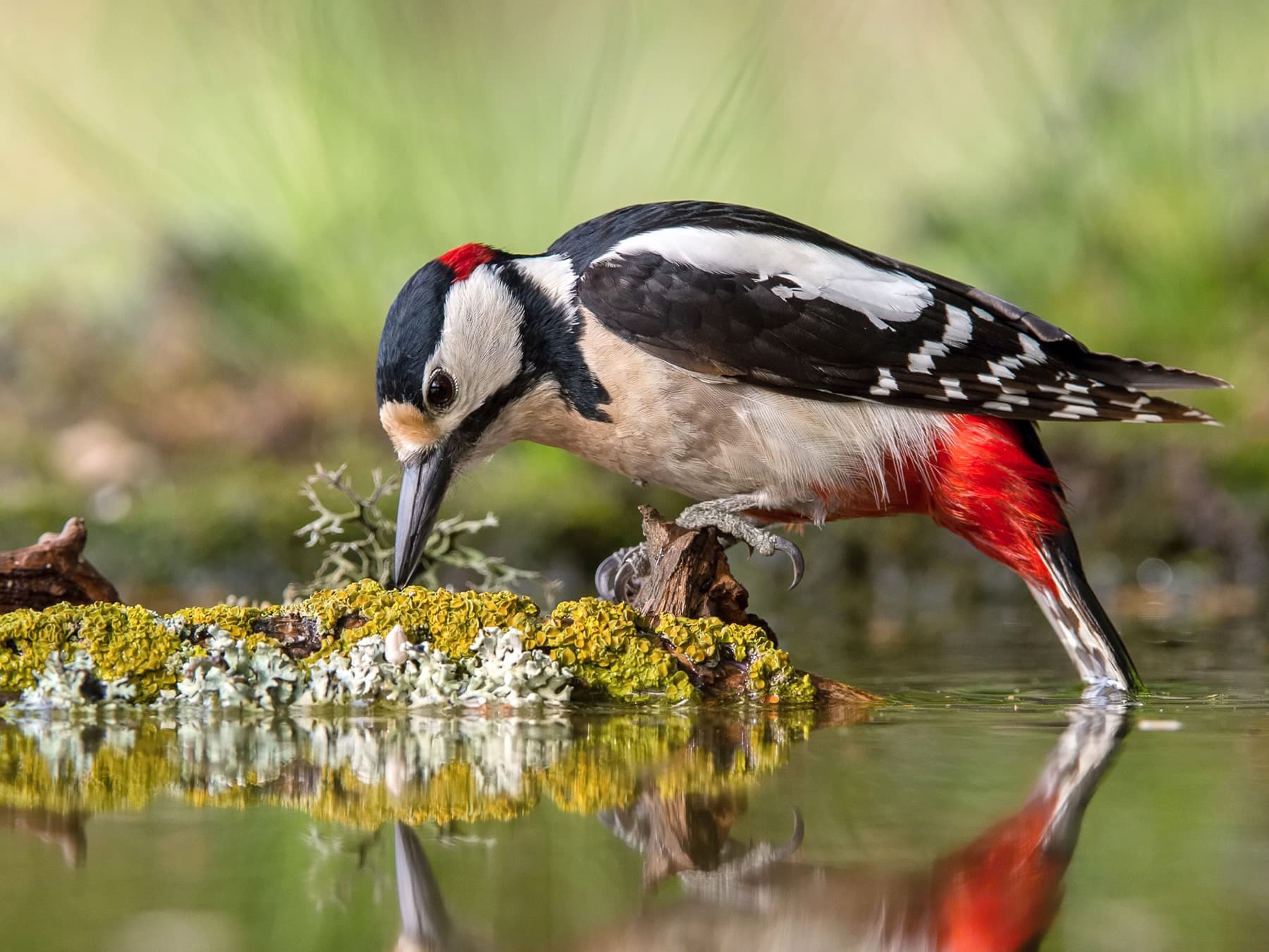 Great Spotted Woodpecker drinking from a watering hole in the forest