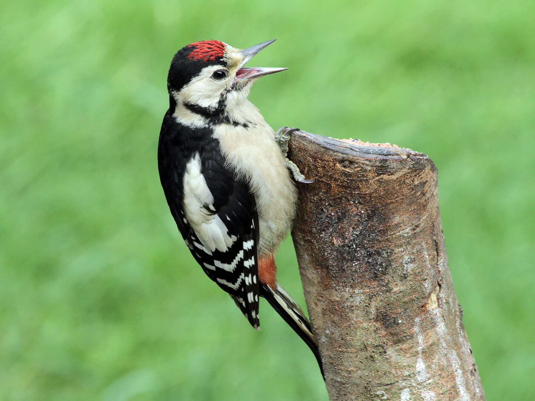 Great Spotted Woodpecker calling from the top of a tree stump