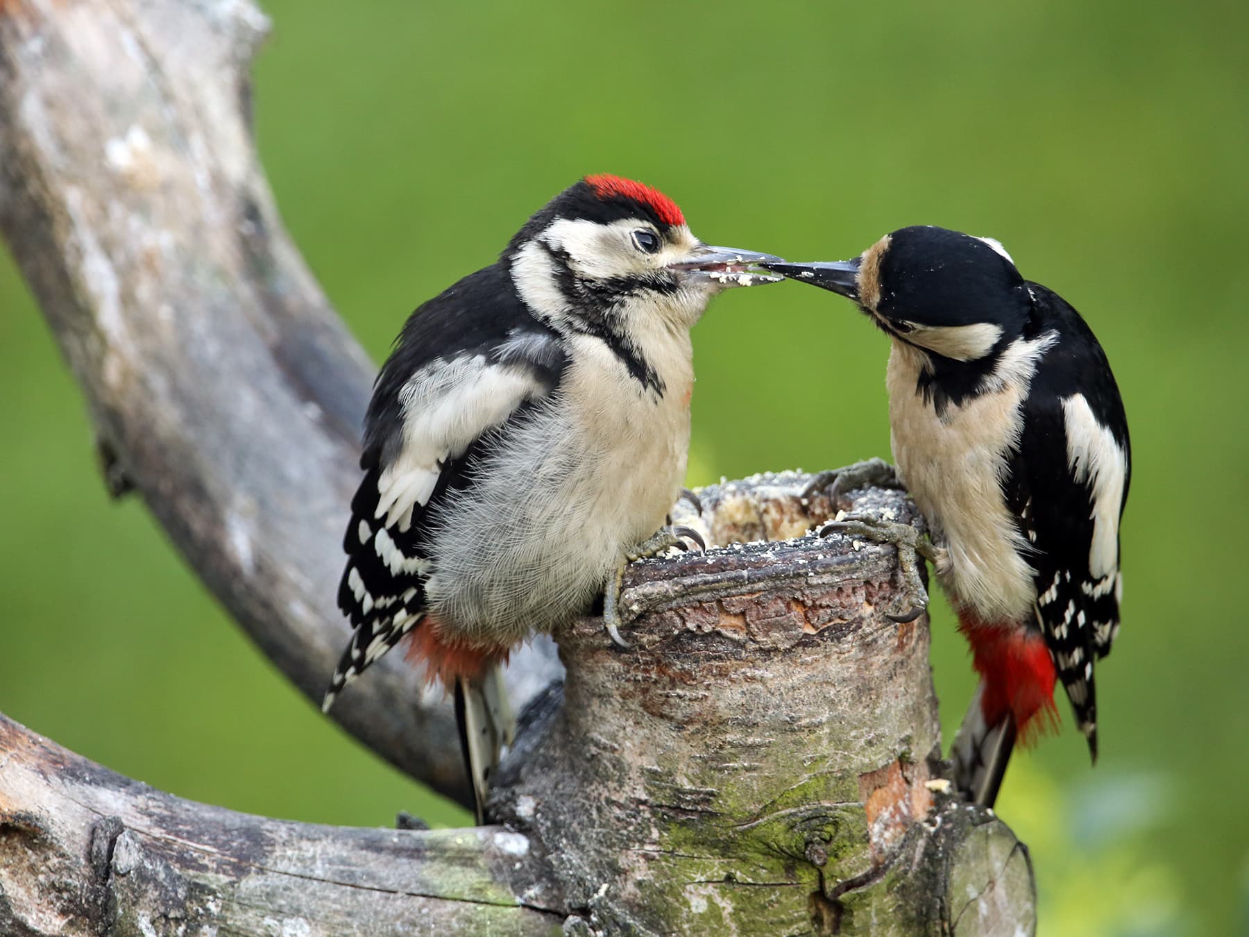 Great Spotted Woodpecker female feeding its young